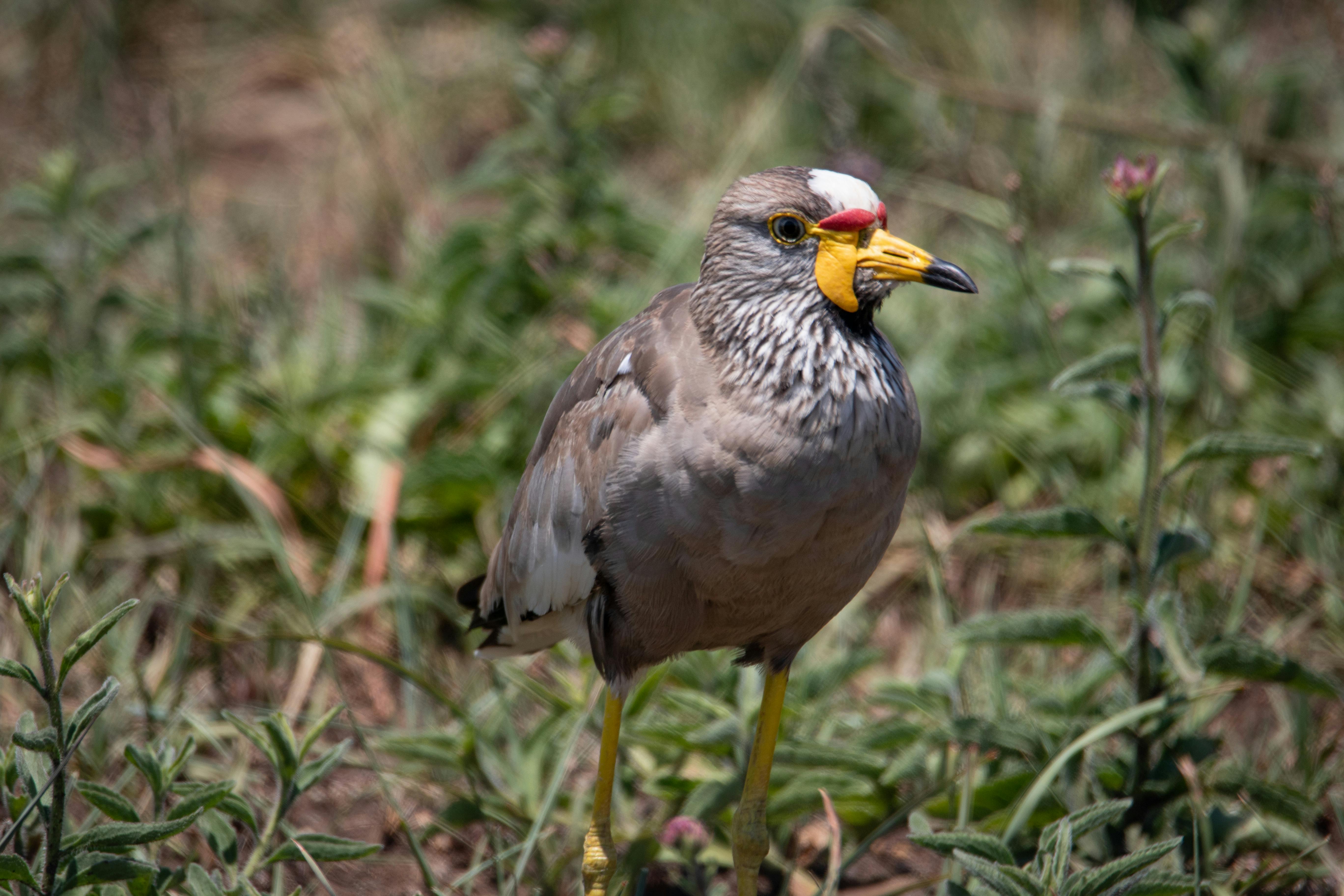 Free stock photo of animals, feathers, nature