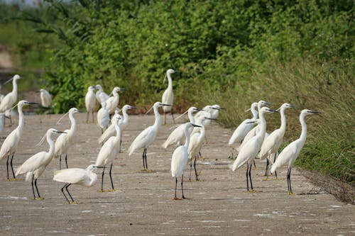 A Flock of Egrets Standing near a Body of Water and Bushes 