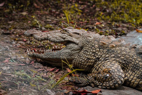 Close up of Crocodile