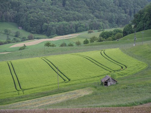 Wooden Hut by Green Field