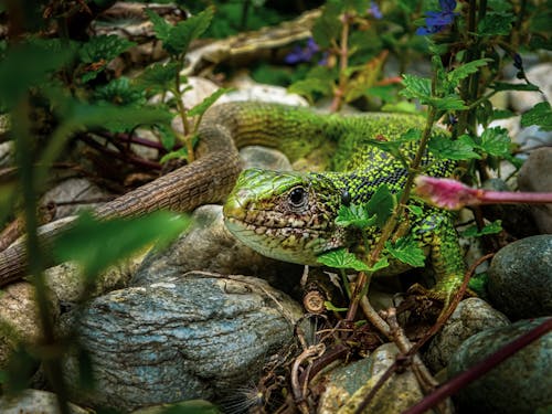 European Green Lizard on Rocks