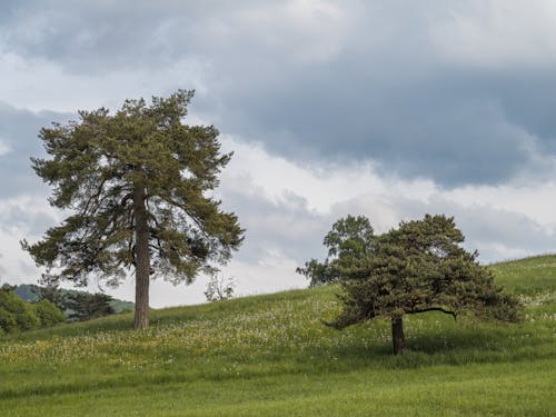 Imagine de stoc gratuită din acoperit de nori, arbori, creștere