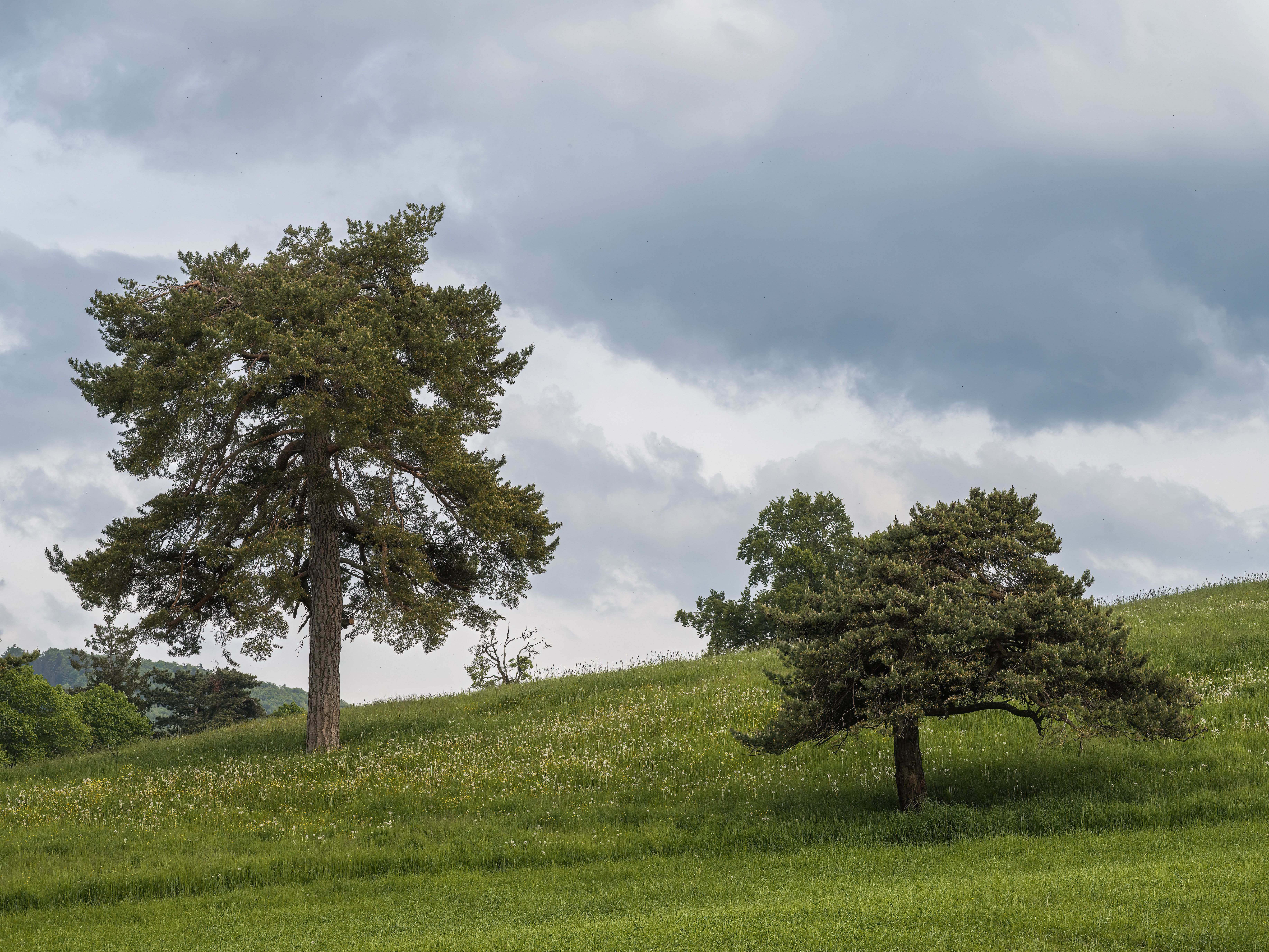 Trees on a Grass Field under a Cloudy Sky · Free Stock Photo