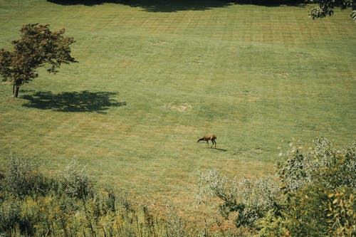 Gratis stockfoto met beest, bloemen, bomen