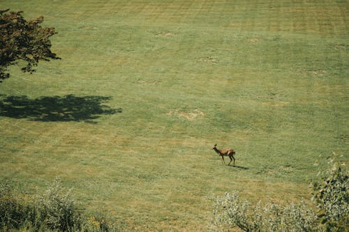 Gratis stockfoto met beest, dieren in het wild, gras