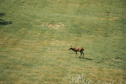 Gratis stockfoto met beest, dieren in het wild, gras