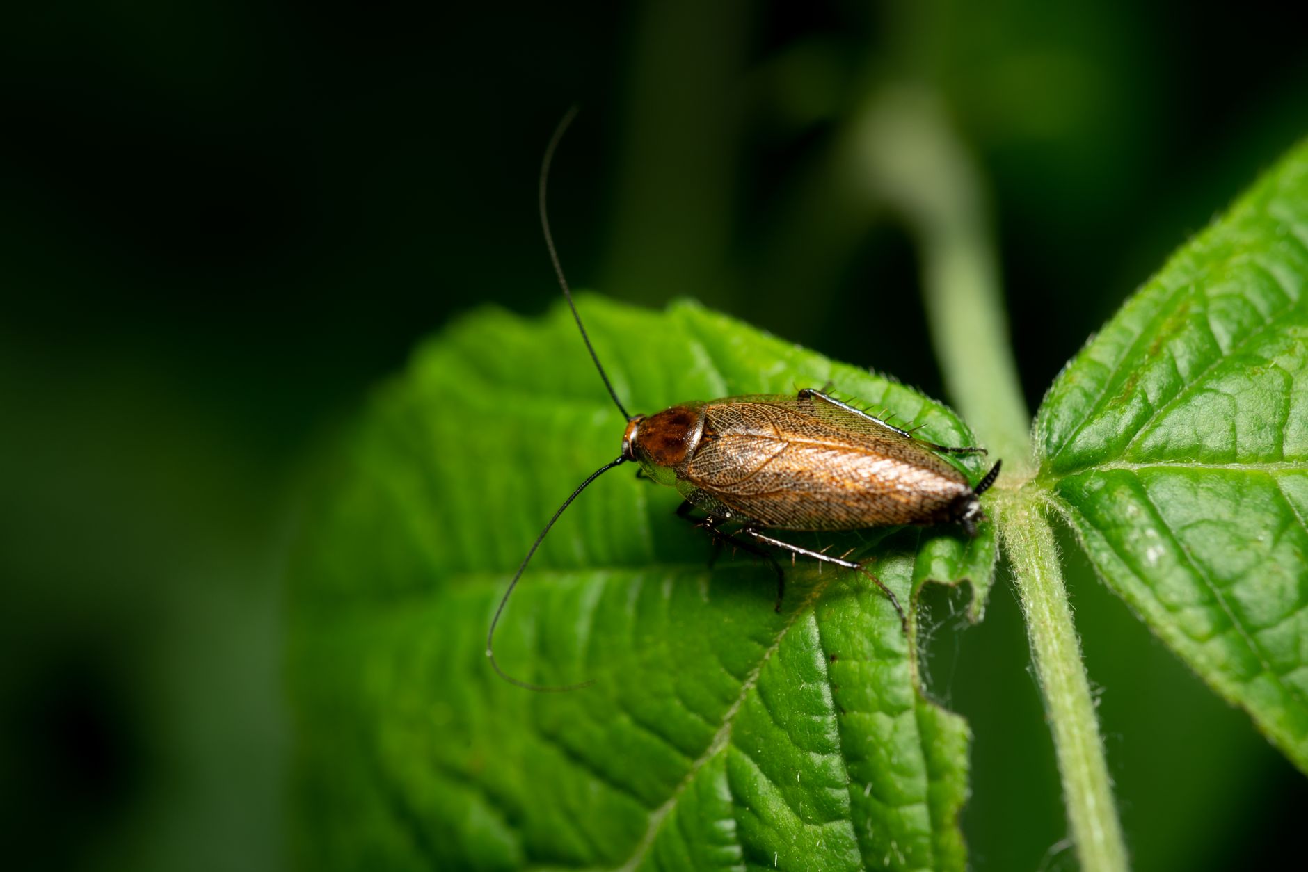 Detailed macro capture of a beetle perched on a lush green leaf, highlighting its textures.