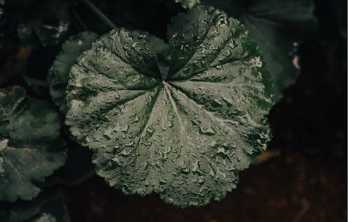 Dew On Green Leaf