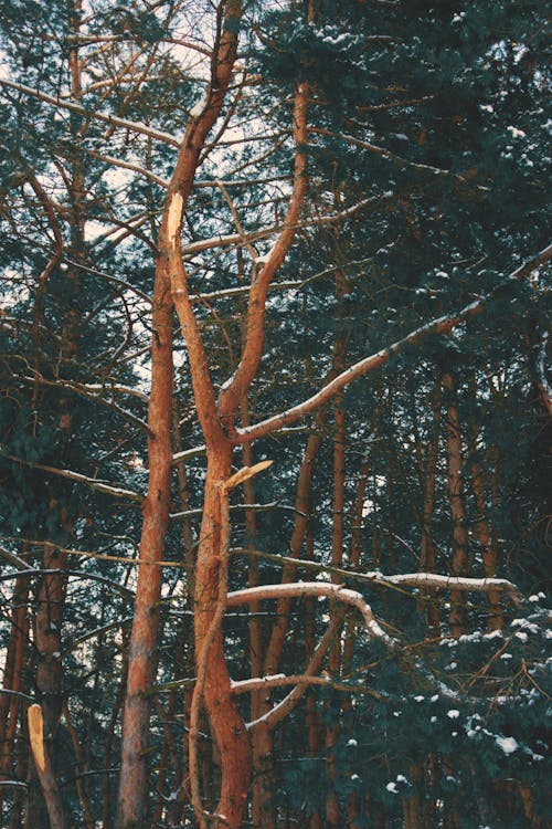 Základová fotografie zdarma na téma les, příroda, stromy