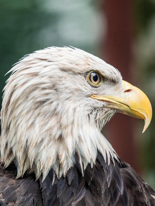 Gratis Fotos de stock gratuitas de Águila calva, animal, cabeza Foto de stock