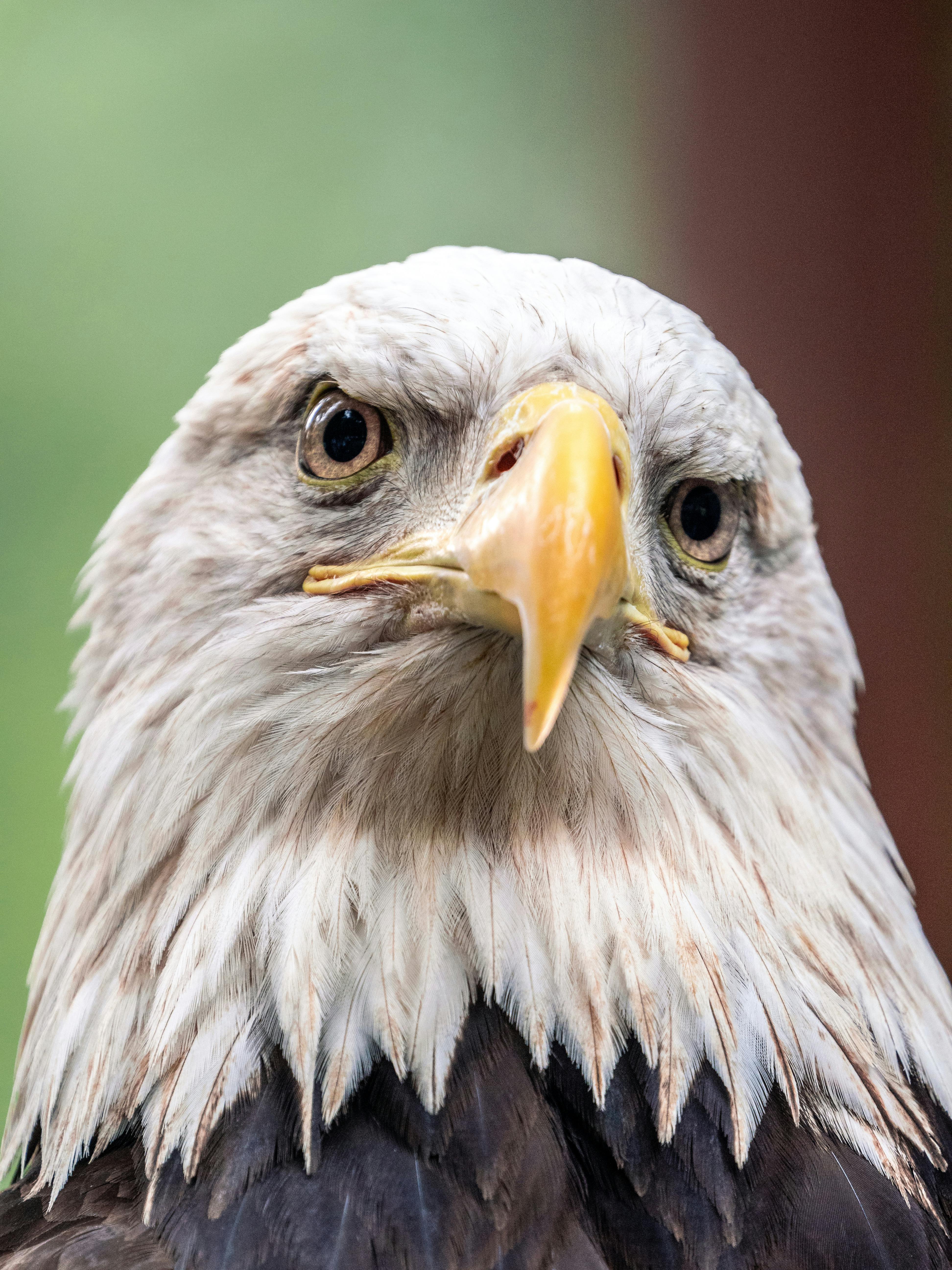 Head Of Bald Eagle · Free Stock Photo