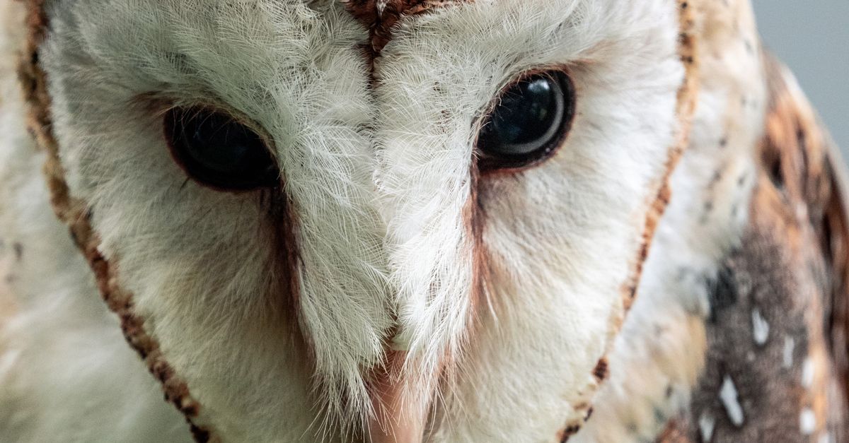 Barn owl's face tilted forward displaying large dark eyes and white facial disc feathers in close-up detail.