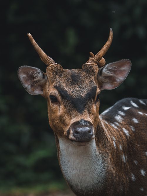 Free A detailed close-up of a young spotted deer in the lush wilderness of Indonesia. Stock Photo