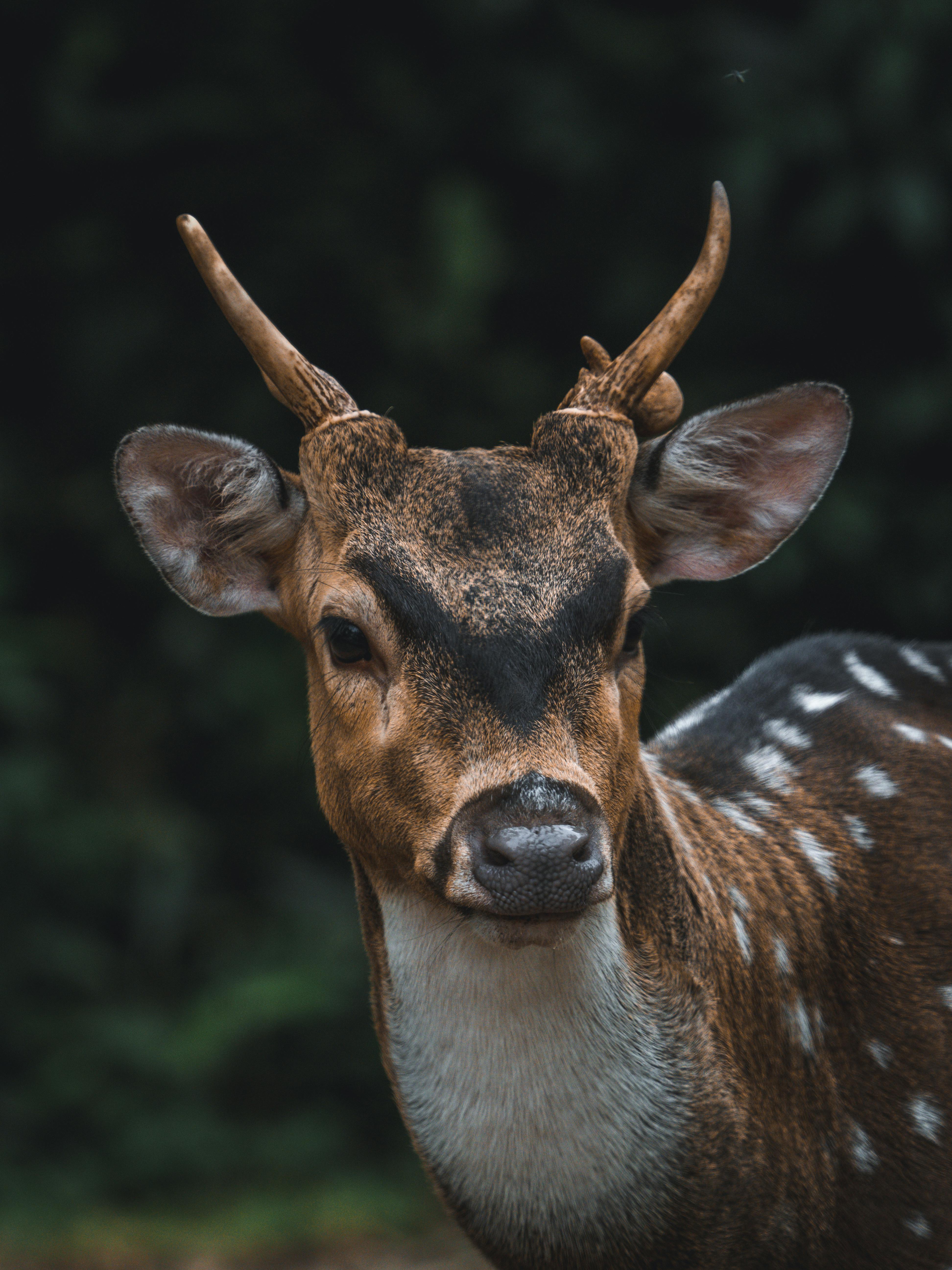 grátis Foto profissional grátis de 3x4, adular, amável Foto profissional