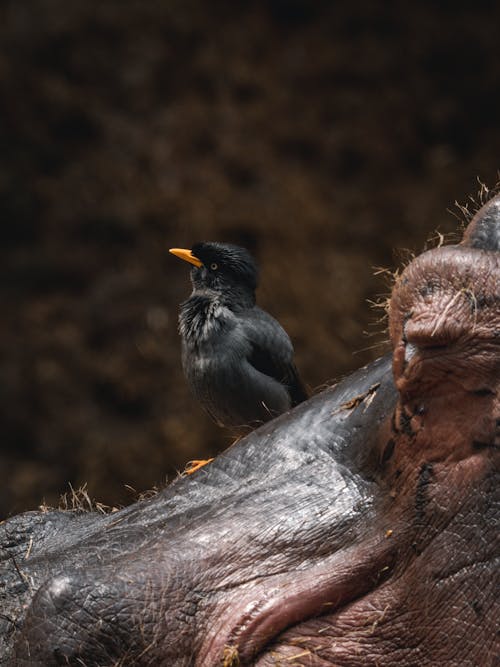 White-Vented Myna Perching on Hippo Head