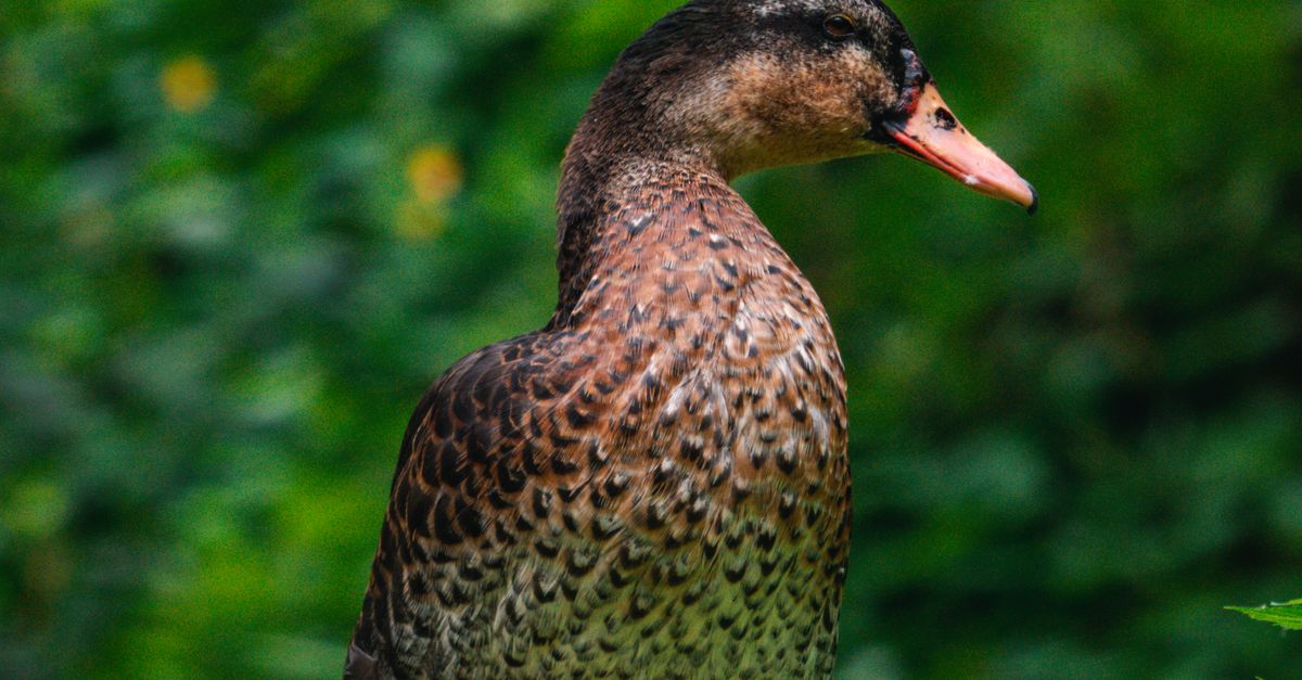 Rouen Duck on Tree Trunk · Free Stock Photo