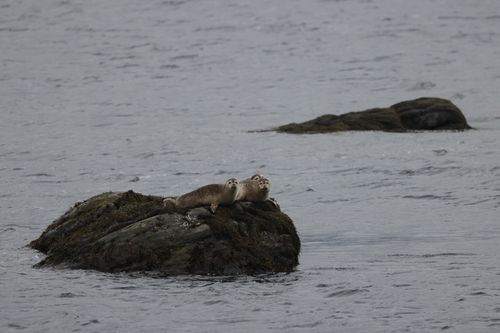 Free Harbor seals basking on rocks in a calm ocean setting, showcasing marine wildlife. Stock Photo