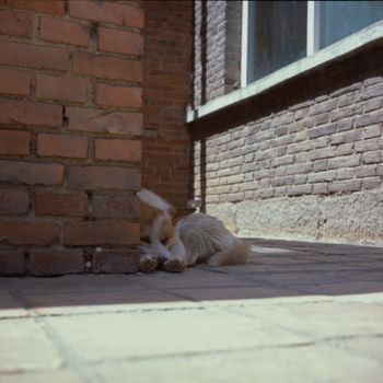 Down Dog