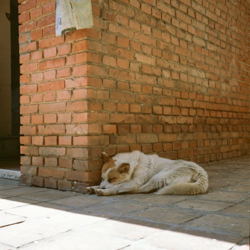Free Stray Dog Lying Down by Wall Stock Photo