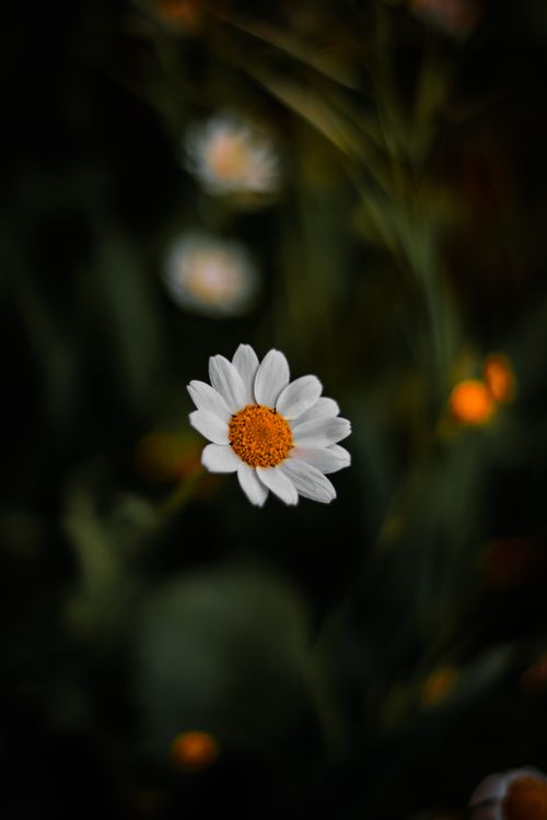 Free A solitary daisy with white petals and a yellow center in a dark, natural setting. Stock Photo