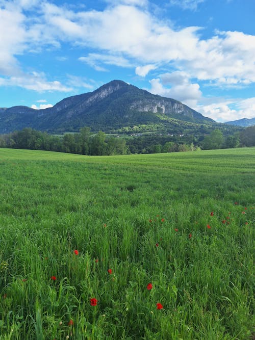 Poppies on Meadow under Mountains