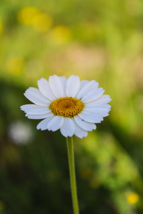 Immagine gratuita di bianco, fiore, focus selettivo