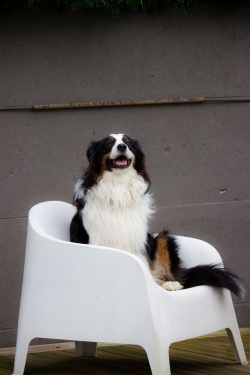 Free A playful Australian Shepherd sits happily on a white chair against an urban backdrop. Stock Photo