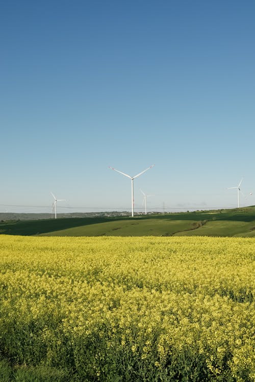 Kostenloses Stock Foto zu außerorts, feld, flachland