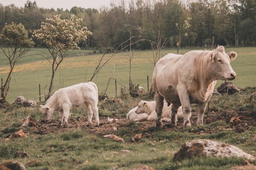 Herd of White Cows on a Pasture