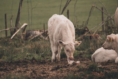 Cows Grazing in Green Field