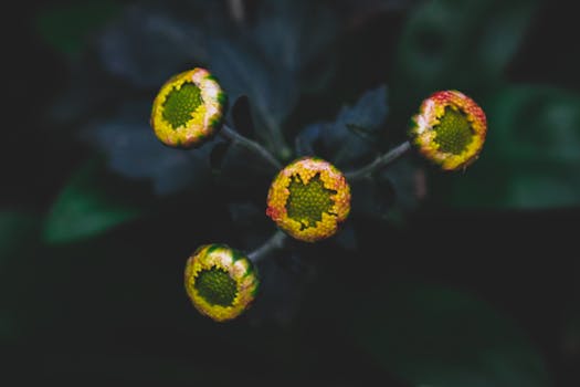 Detailed view of budding flowers against a dark, moody background.