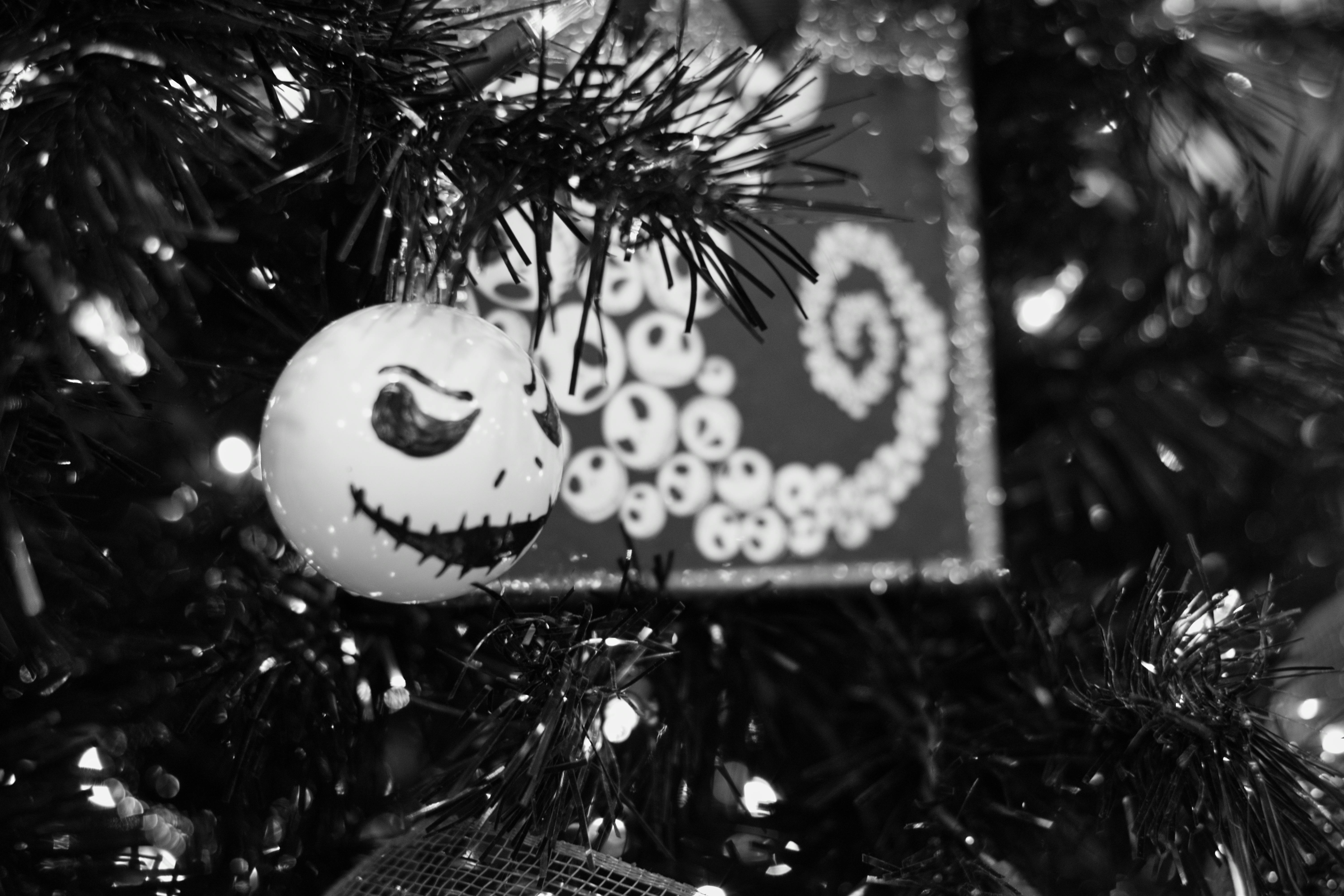 Free stock photo of black and white, christmas tree