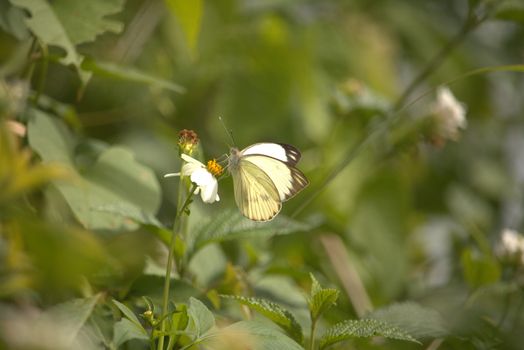 Common Gull Sitting on Plant