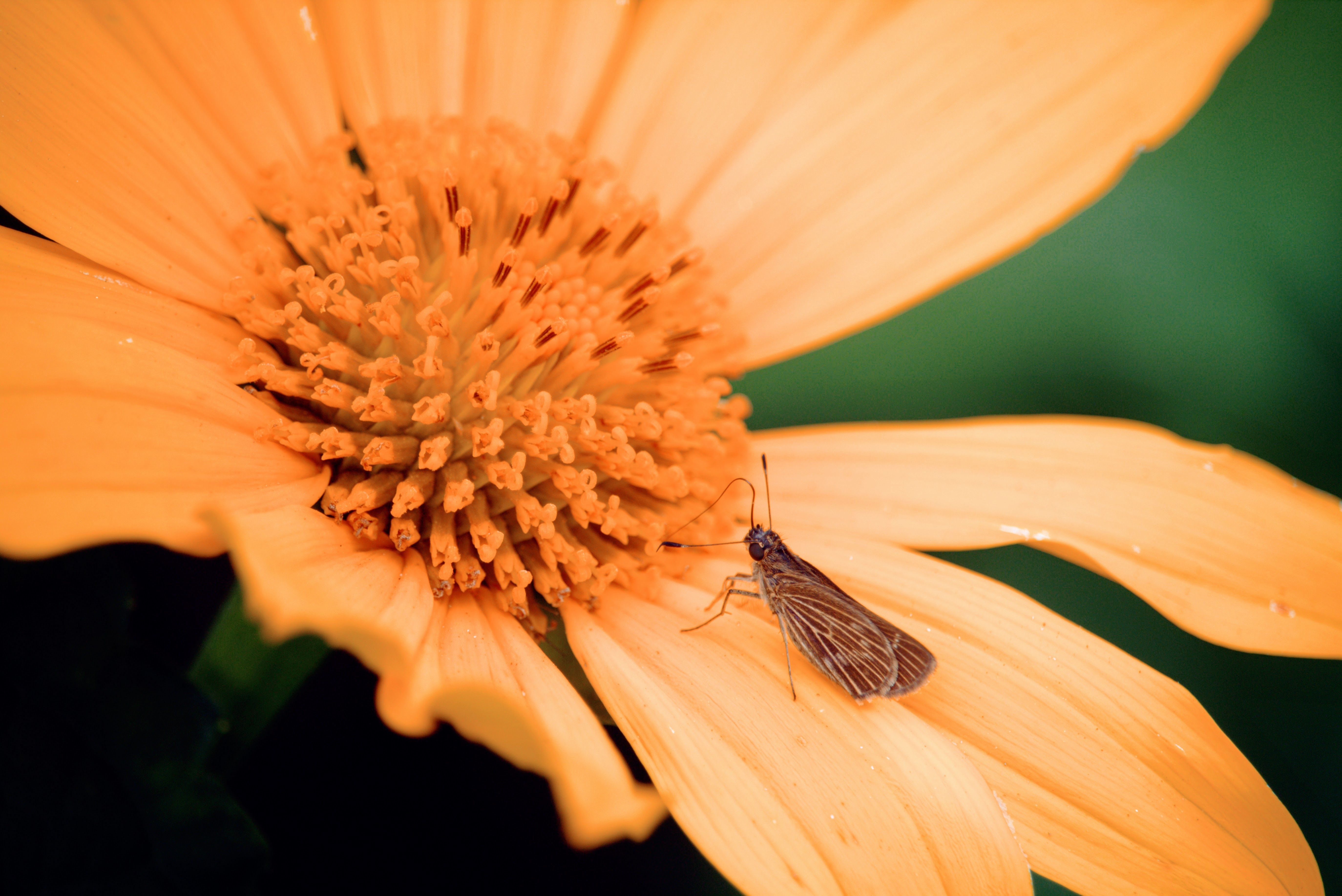 Close-up of Insect Sitting on Flower Petal · Free Stock Photo