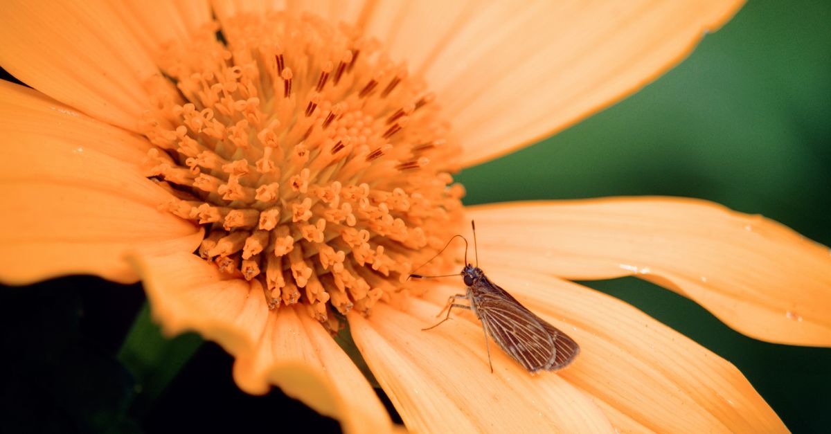 How Petals Guide Insects Close-up of Insect Sitting on Flower Petal · Free Stock Photo