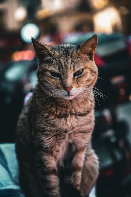 Gray Cat Sitting and Looking at Camera