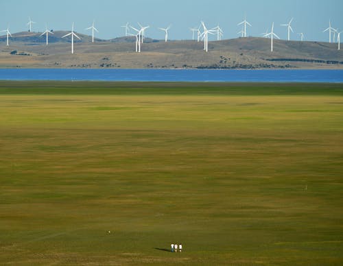 People Walking in Green Field near Windmills