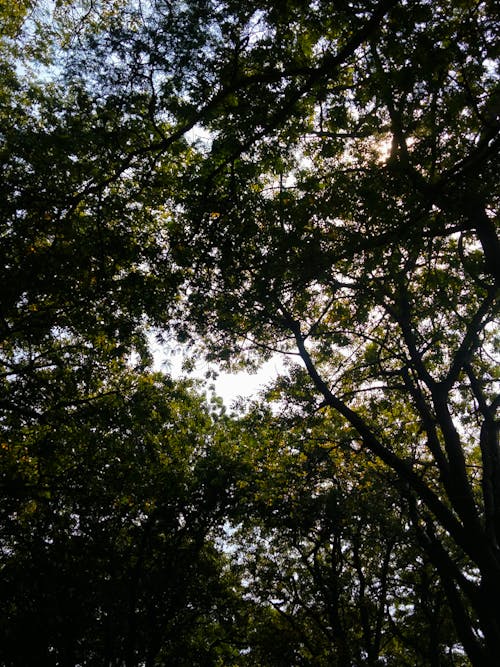 Foto profissional grátis de ângulo baixo, árvores, céu azul