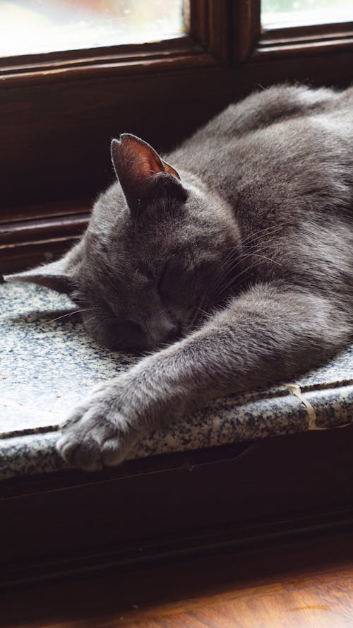 Cute Grey Cat Sleeping on Windowsill