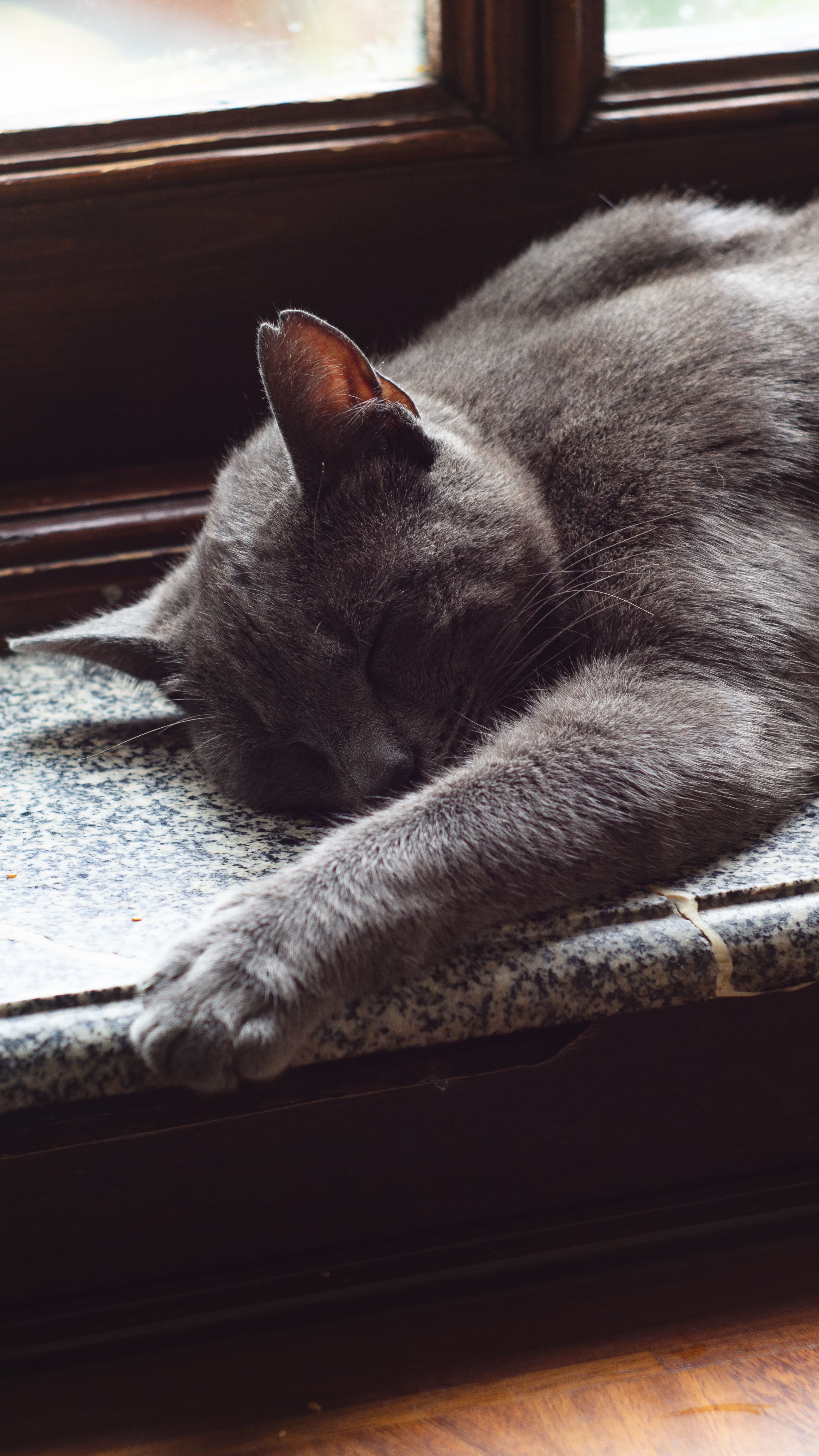 Cute Grey Cat Sleeping on Windowsill · Free Stock Photo
