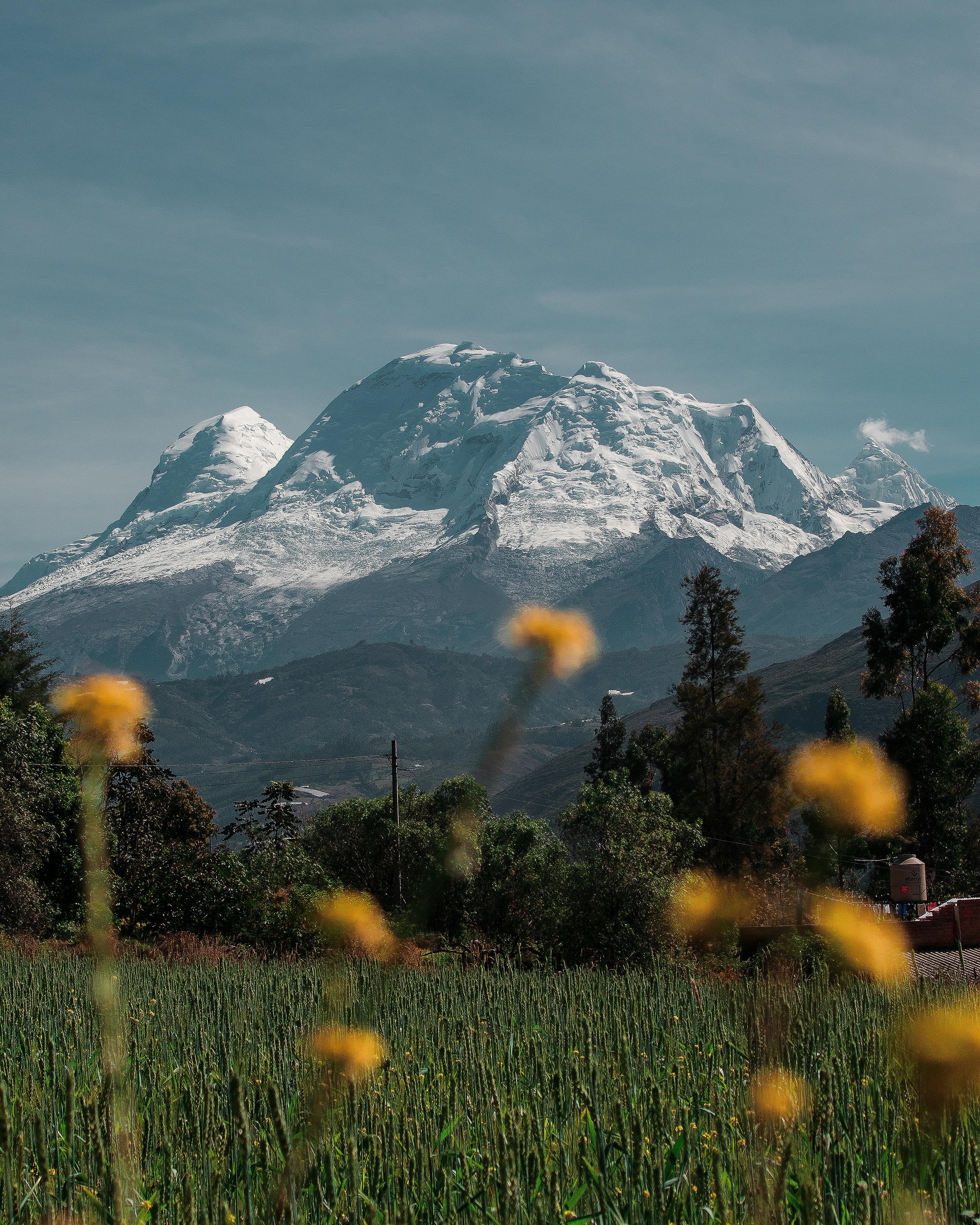 Picturesque view of snowy mountains with vibrant yellow wildflowers in the foreground, showcasing nature's beauty.