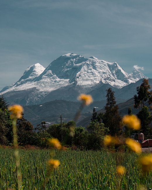 Picturesque view of snowy mountains with vibrant yellow wildflowers in the foreground, showcasing nature's beauty.