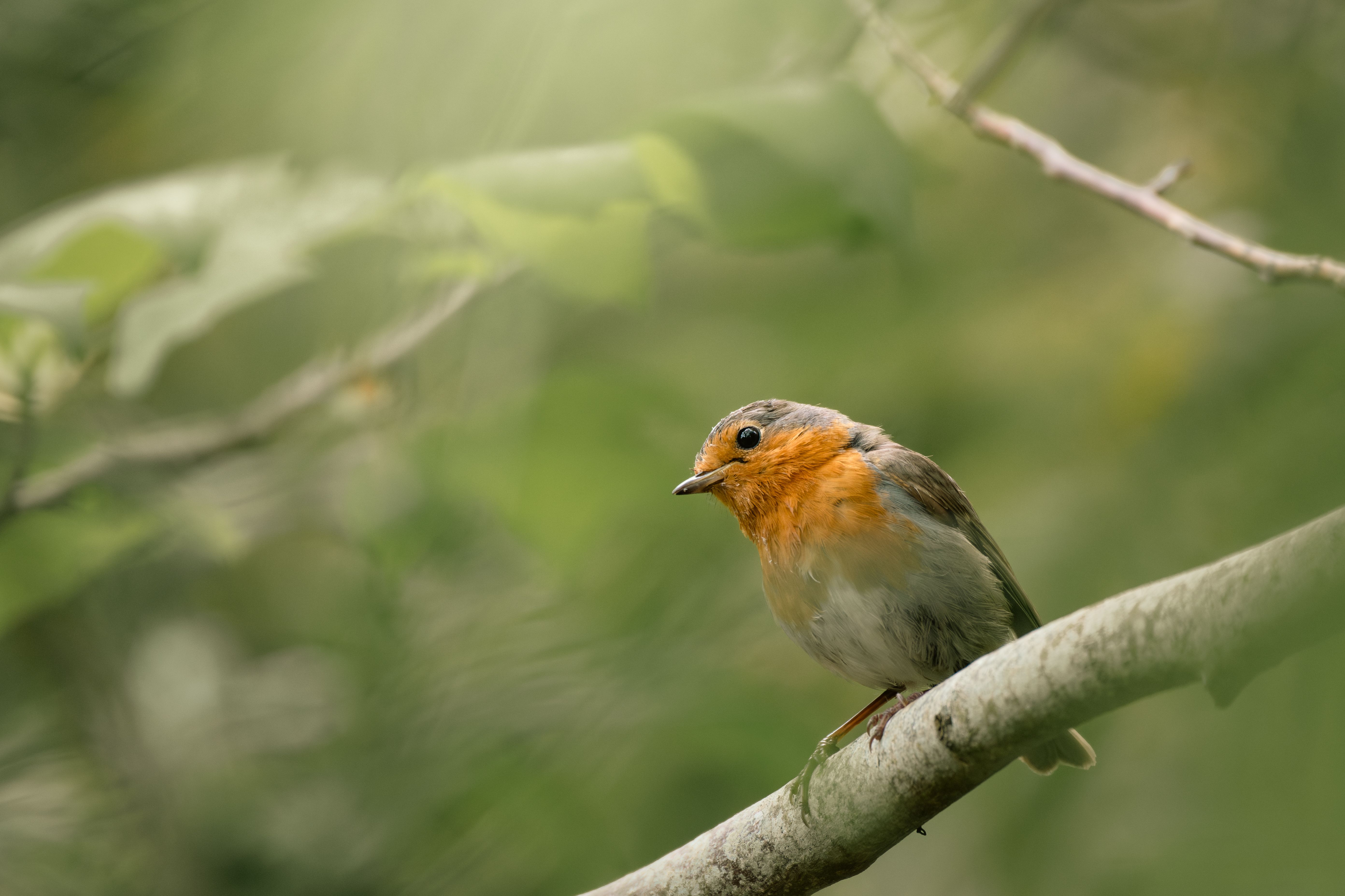 European Robin in Nature · Free Stock Photo