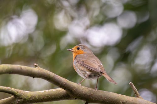 European Robin in Nature