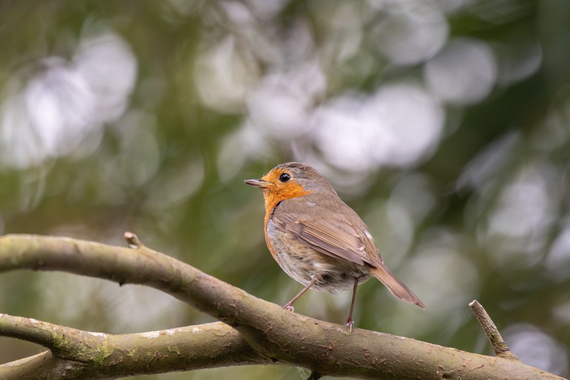 Robin In Nature European Robin in Nature · Free Stock Photo