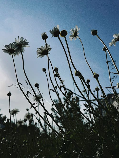 Kostenloses Stock Foto zu aufnahme von unten, blauer himmel, blühen