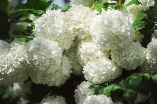 Free Beautiful white guelder rose flowers bloom vibrantly outdoors, showcasing nature's elegance. Stock Photo