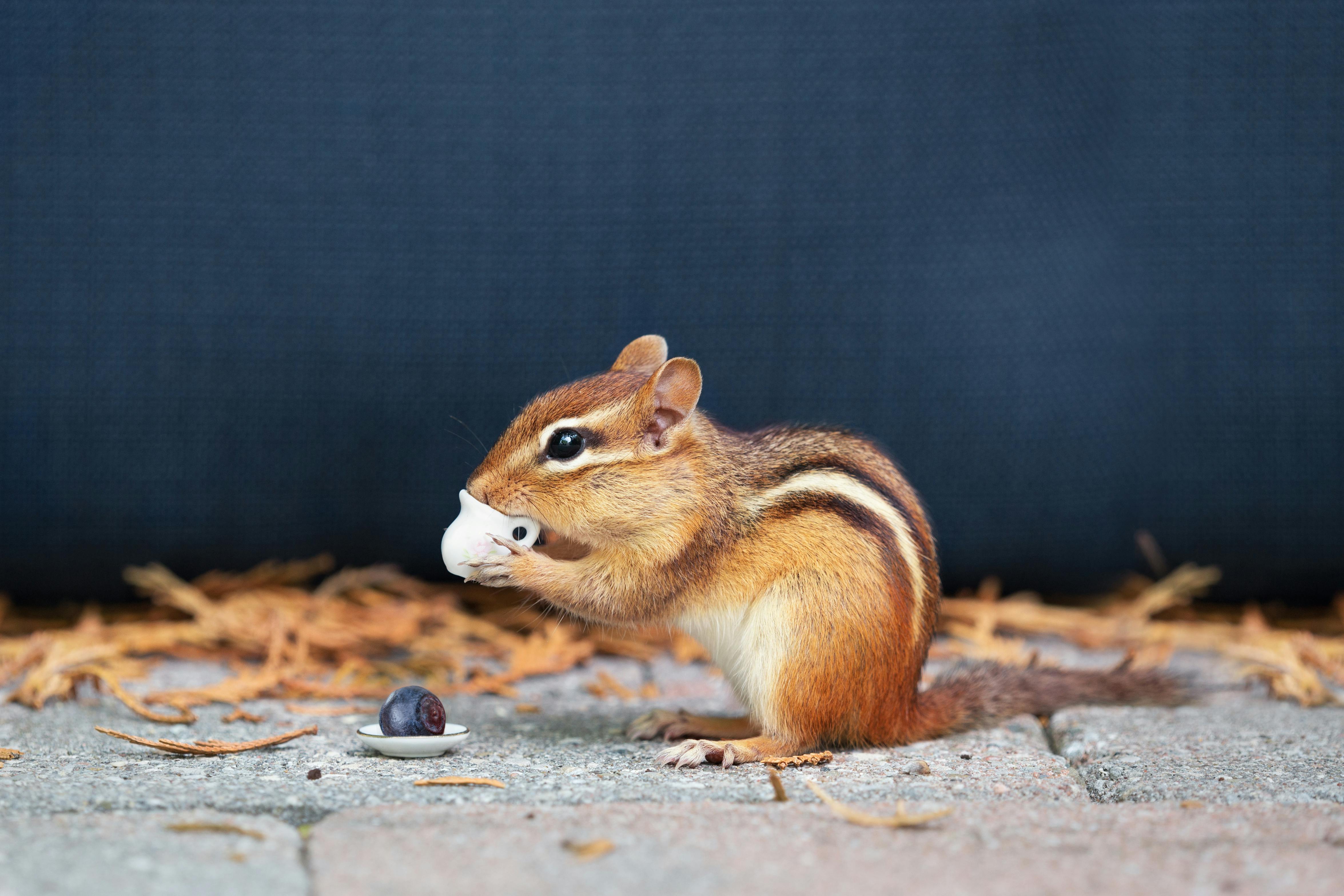 close up photo of chipmunk holding a cup