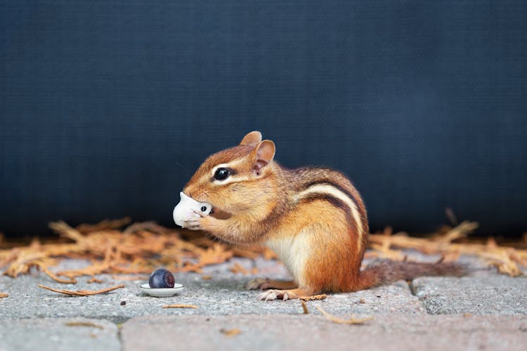 Close-Up Photo Of Chipmunk Holding A Cup