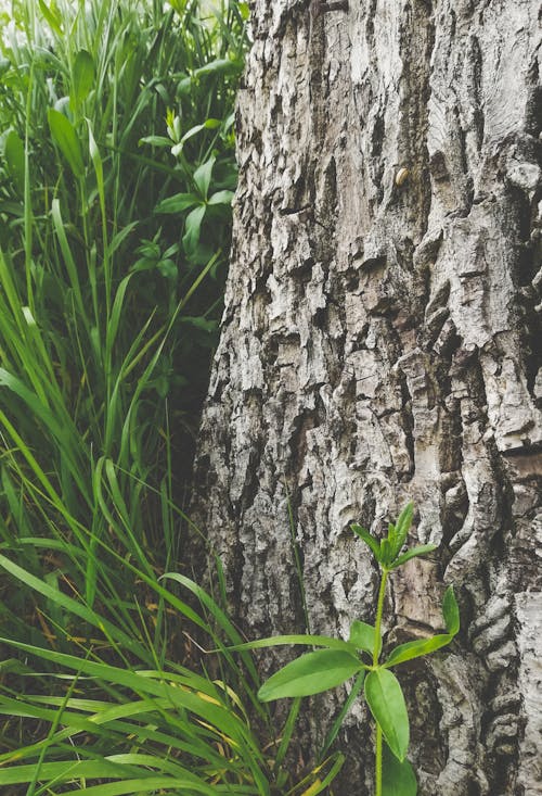 Foto d'estoc gratuïta de arbre, bagul, enfocament selectiu